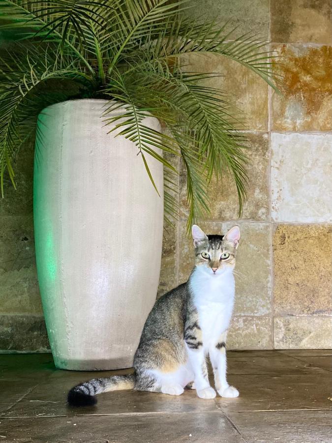Villa Corsica Prea Eksteriør bilde